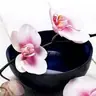 orchidée57000