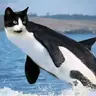 nulp