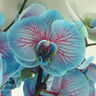 BLUE ORCHID