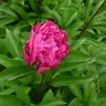 pivoine17