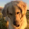rusthee