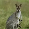 kangourou92