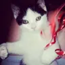 lil77