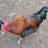 vanovi