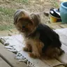 tarnos