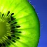 tokiwi