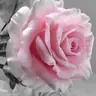 sam944