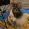 lilou42100