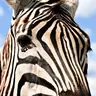 zebra17