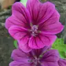 fleurs85