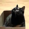 lagaelle