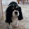 Wonderfanou