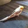 Maglilou