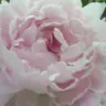 pressée