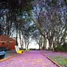 bocajunior