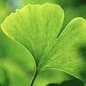 Ginkgo au 14