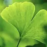 Ginkgo au 14