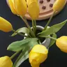 malvinela