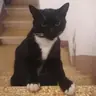Nybelus