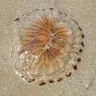 geaireme