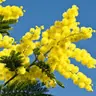 mimosas340