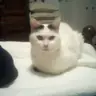 Poutsy57