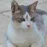 padom