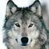 Papy loup