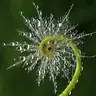 DomPaisible