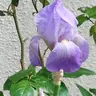 natiris