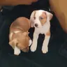Lilace