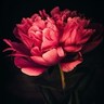 Peony