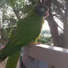 Patricia