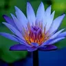 Lotus_sacré
