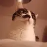 Kitsune