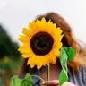 Anne-sunflower