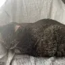 Sylvia