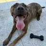 ludi
