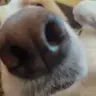 Elo
