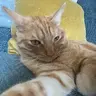 chatswag