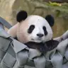 pandas1984