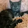 Dina