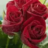 Une_Rose