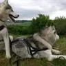 tuianu