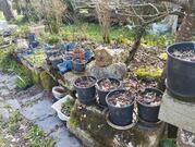 Plantes et arbres