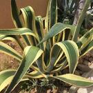 Agave