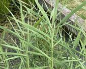 PLANTES AQUATIQUES