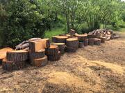 Bois en gros rondins
