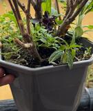 pot plastique gris + terres + plantes