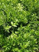 menthe sur pied